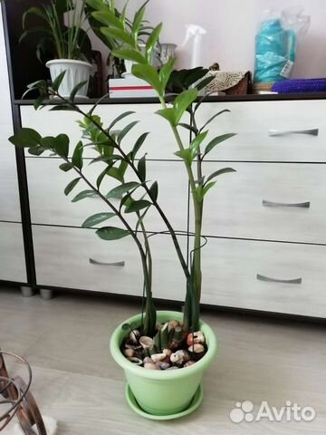 Замиокулькас