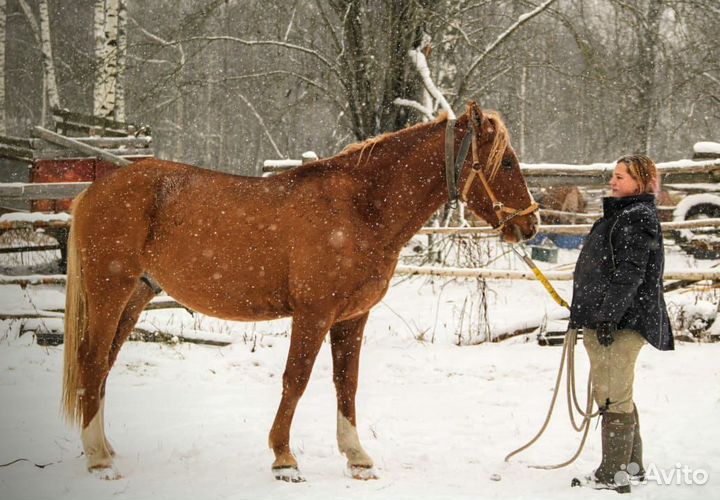 Лошади хобби класса