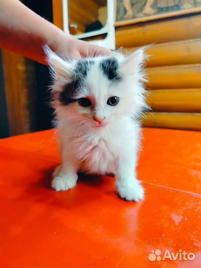 Котята в добрые руки бесплатно