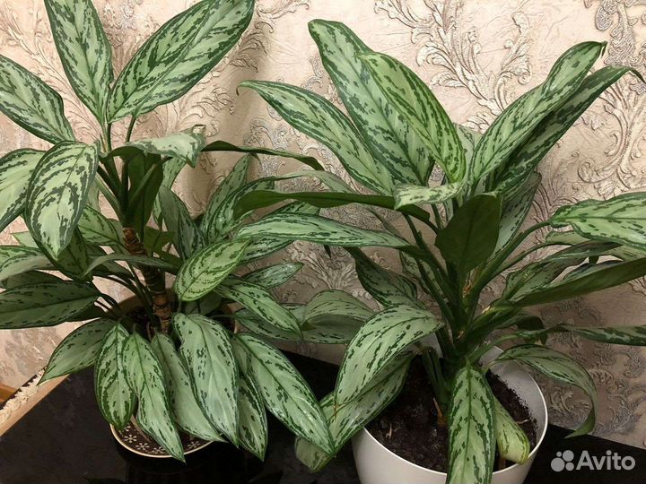 Диффенбахия цветы