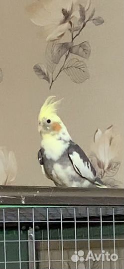 Кареллы птенцы