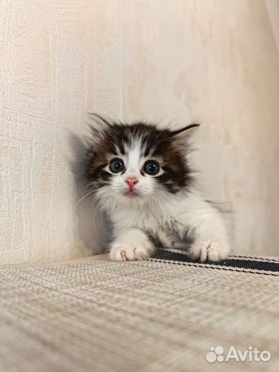 Котята-девочки в добрые руки