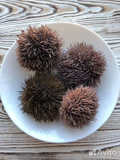 Икра морского ежа