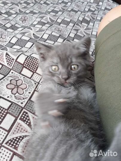 Котенок от шотландской кошки