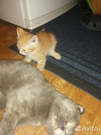 Котик в дар бесплатно
