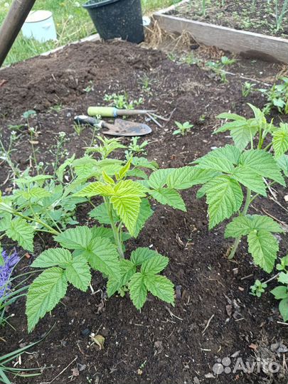 Ремонтантная малина рассада
