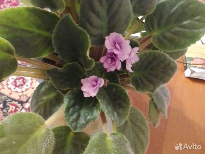 Фиалки цветущие в горшке