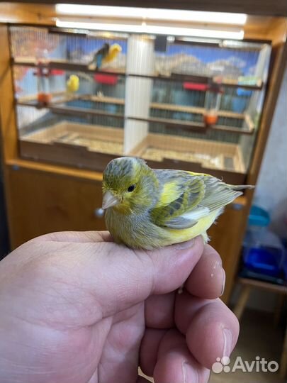 Кенары певчий