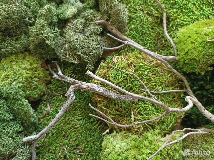 Ветки для декора. Вереск