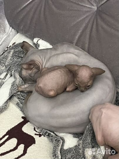 Котенок сфинкс