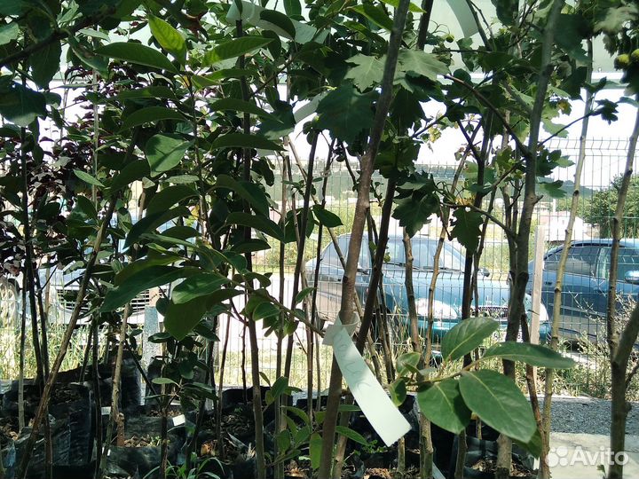 Хурма Королек