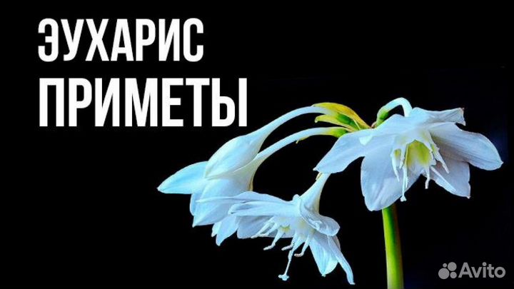 Цветок Эухарис или Амазонская лилия - энергетик