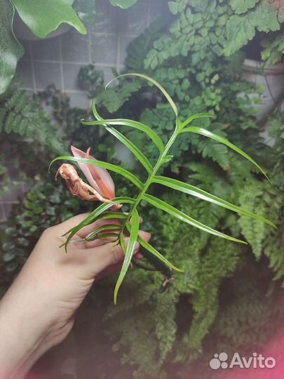 Филодендрон тортум