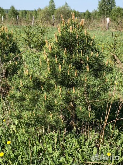 Сосна обыкновенная