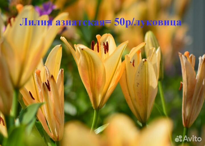 Садовые цветы - многолетники