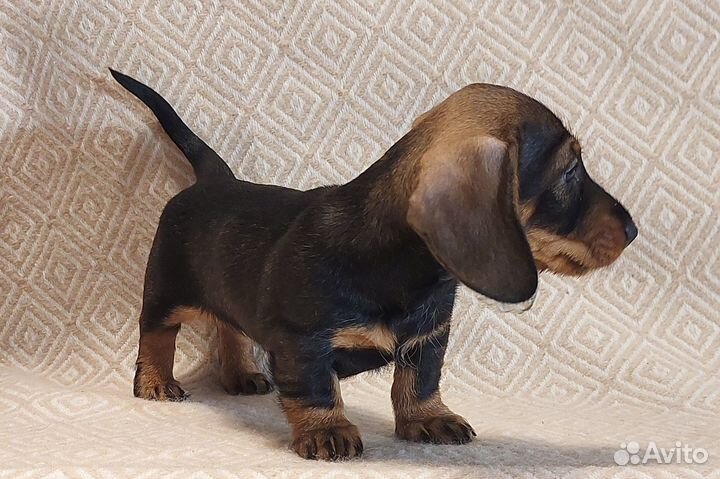 Продажа щенков таксы