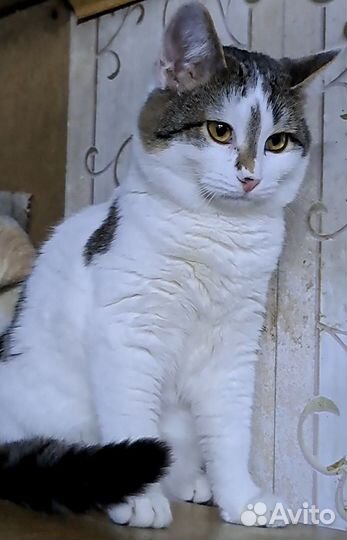 Котята в добрые руки бесплатно