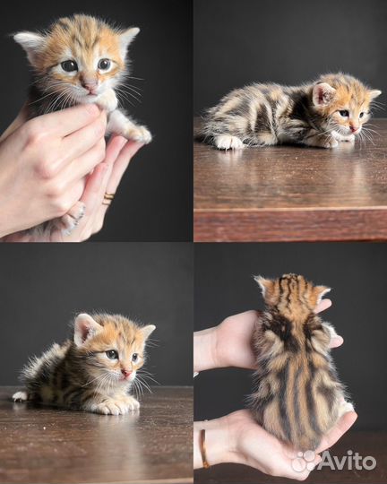 Котята курильского бобтейла золото/браун