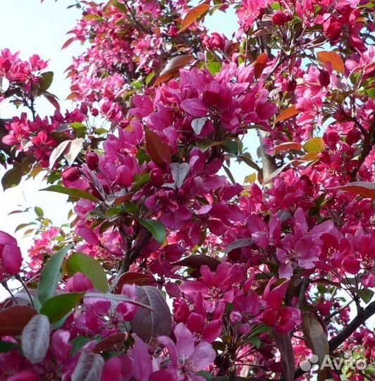 Саженцы яблони Ред Кетти