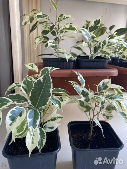 Фикус бенджамина пестролистный