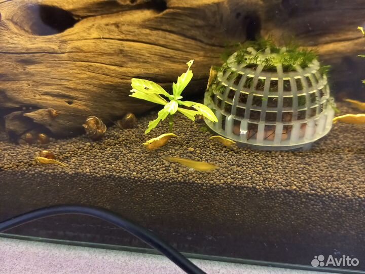 Аквариумные рыбки