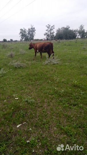 Корова стельная