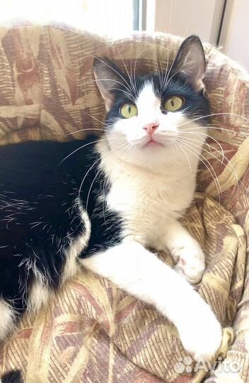 Рыжий кот внушительных размеров с женой