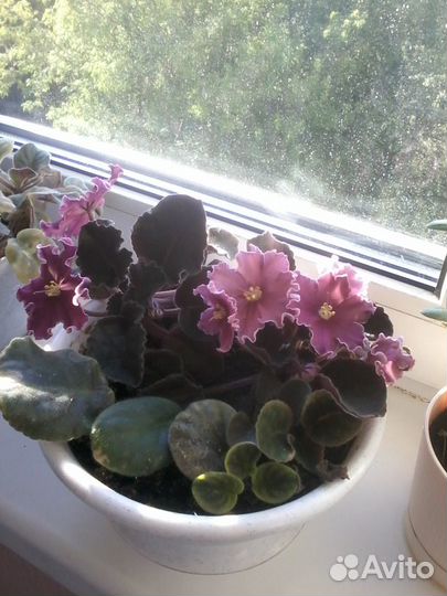 Фиалка. 3 цвета