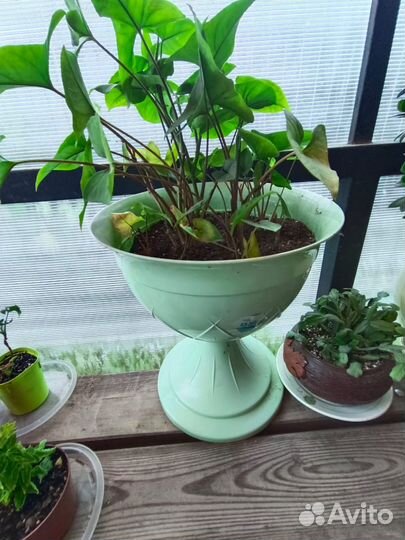 Комнатные растения