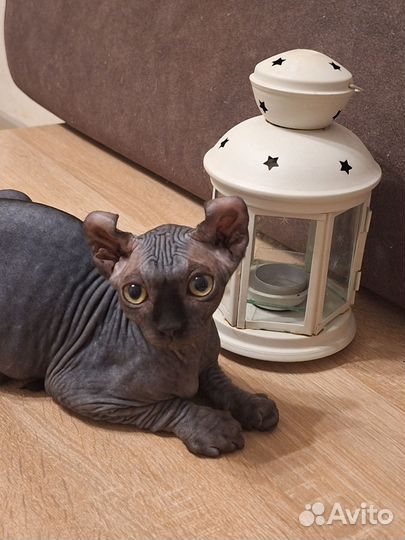 Эльф черный