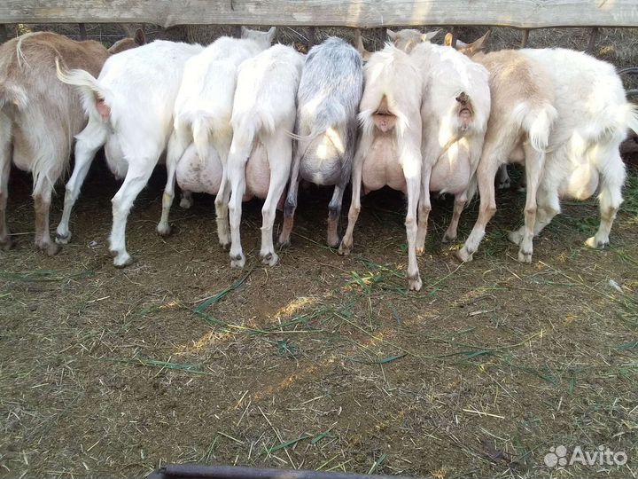 Зааненские и альпийские козы