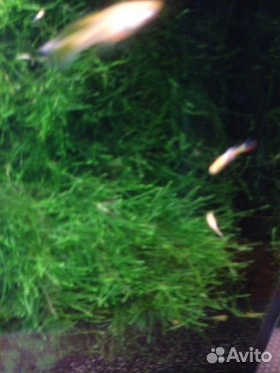 Растения для аквариума: мох рыбки Наяс+Стрелолист