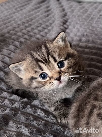 Шотландские котята