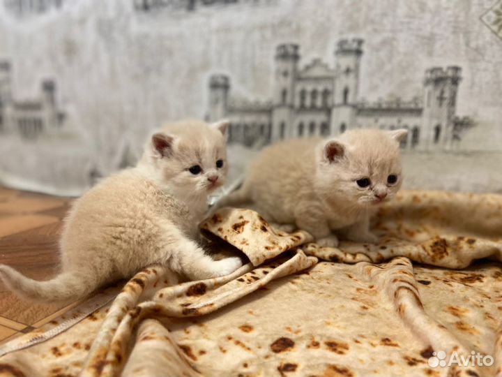 Британские котята