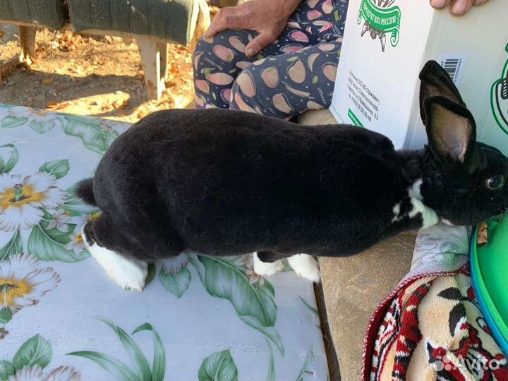 Кролики породы Рэкс