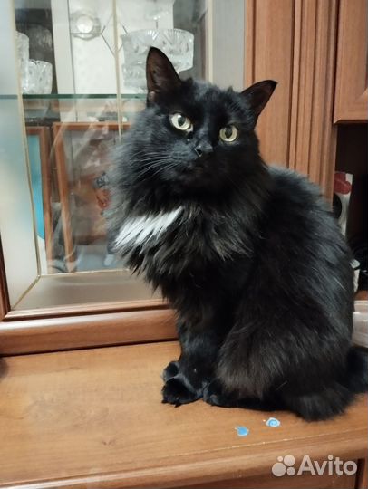 Кошка