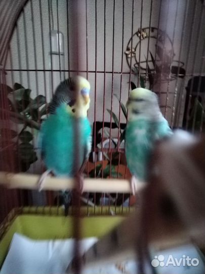 Волнистый попугай с клеткой