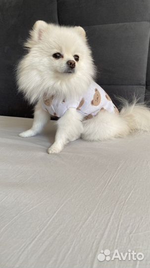 Одежда для собак