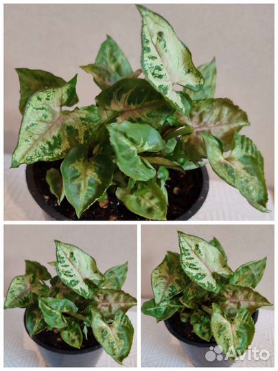 Сингониумы 2 сорта, Даффи, пеперомия, аглаонема