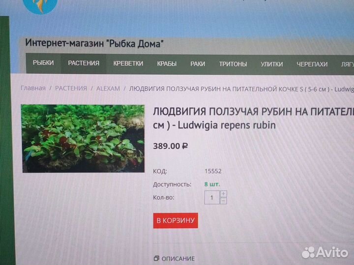 Людвигия ползучая на питательной кочке