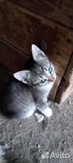 Кошки в добрые руки бесплатно