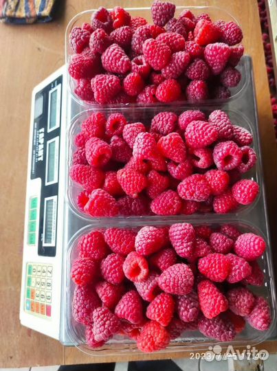 Рассада малины