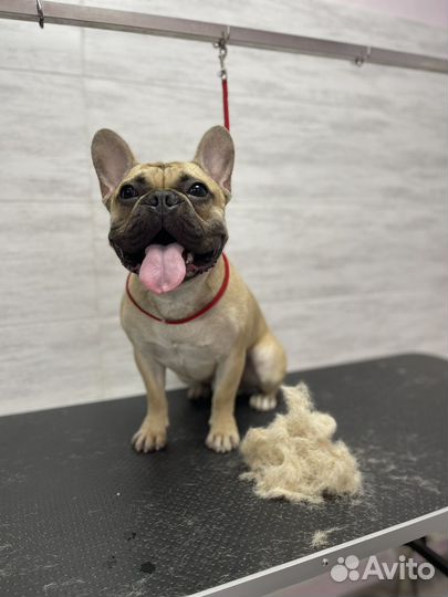 Экспресс линька собак и кошек