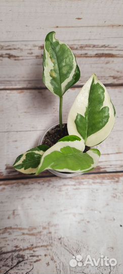 Комнатные растения эпипремнум