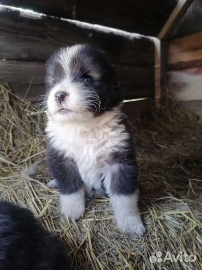 Кавказская овчарка продажа щенков