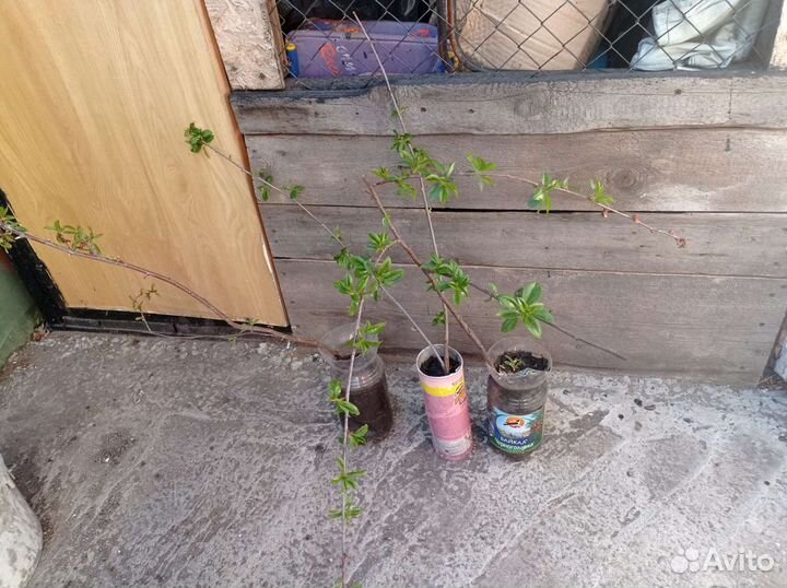 Вишня черешневая саженцы