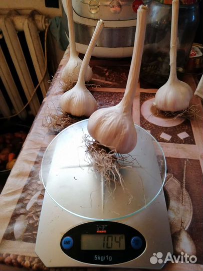 Чеснок Даниловский