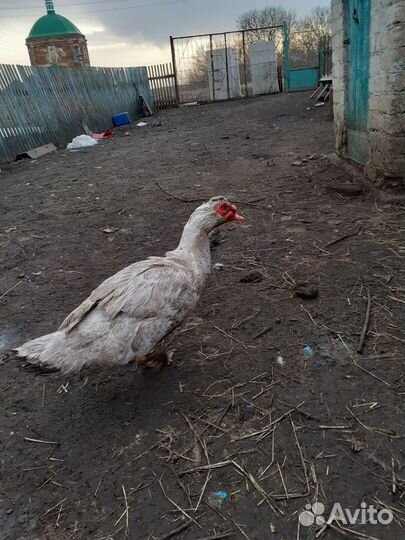 Индоутки,семья