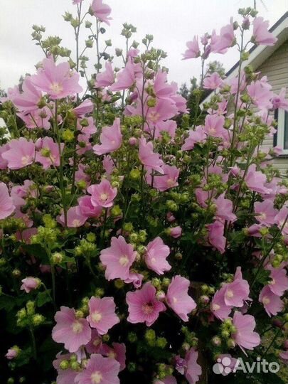 Многолетние неприхотливые цветы