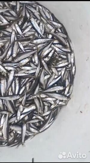 Живец верхоплавка